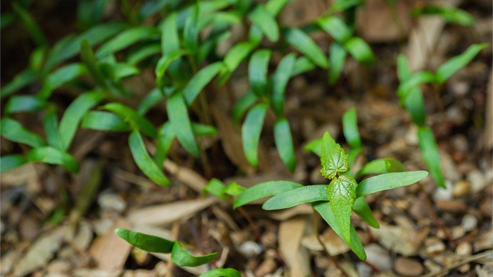 View of sycamore seedlings on the ground