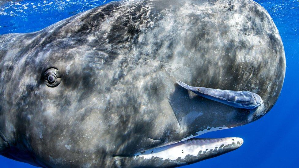 sperm whales