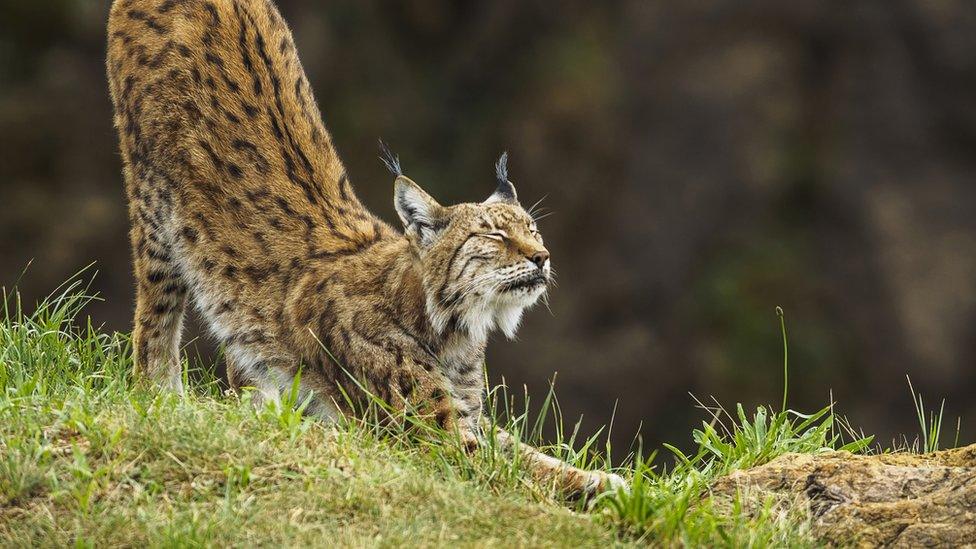 lynx-stretching