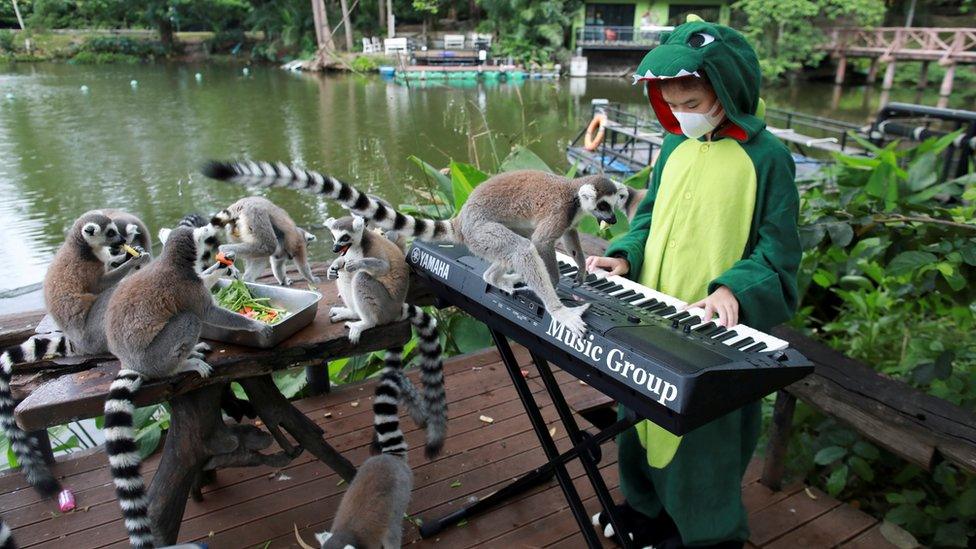 Seenlada plays keyboard for lemurs.