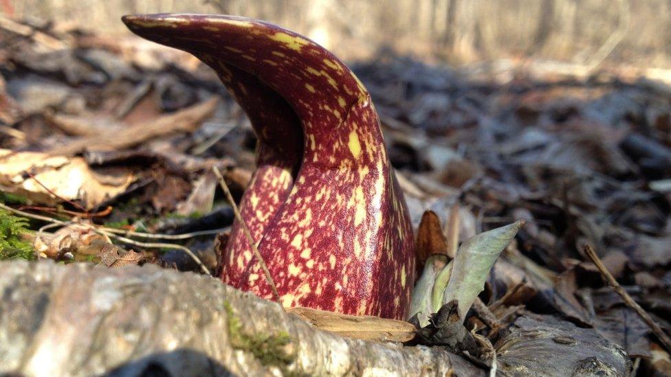 skunk cabbage