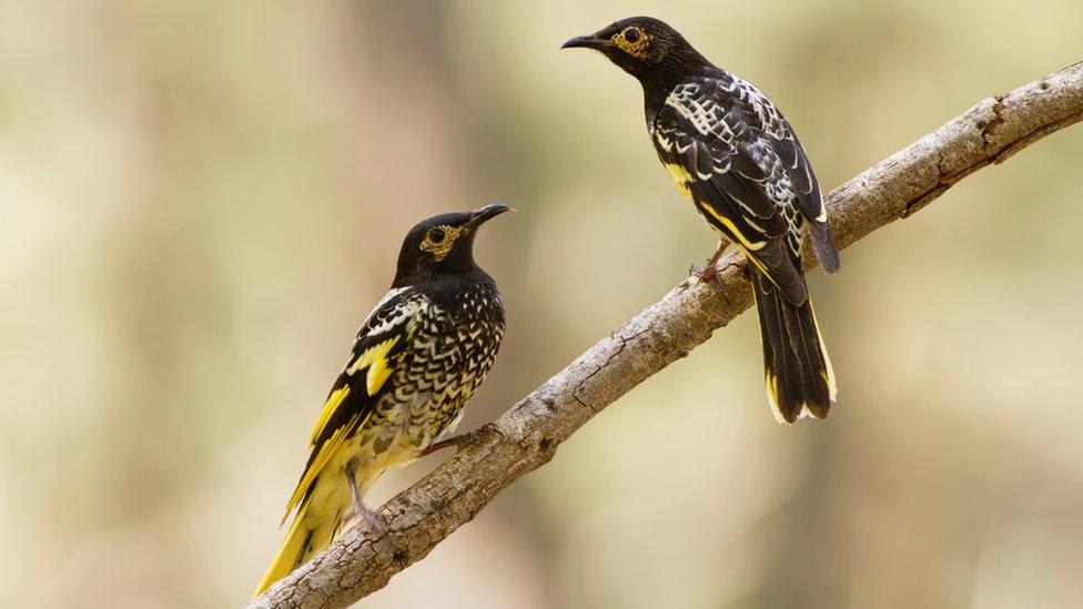 Regent honeyeater pair