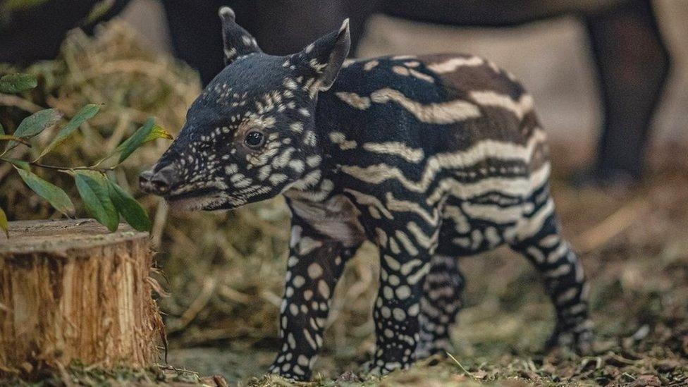 Tapir