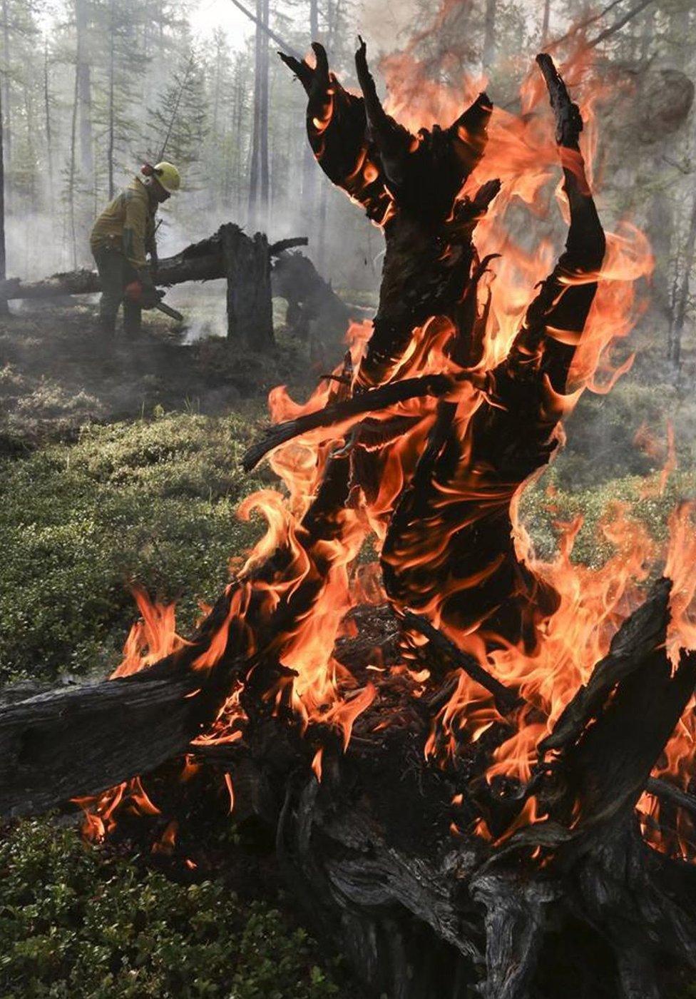 A burning tree in Krasnoyarsk region, Russia. Photo: 1 August 2019