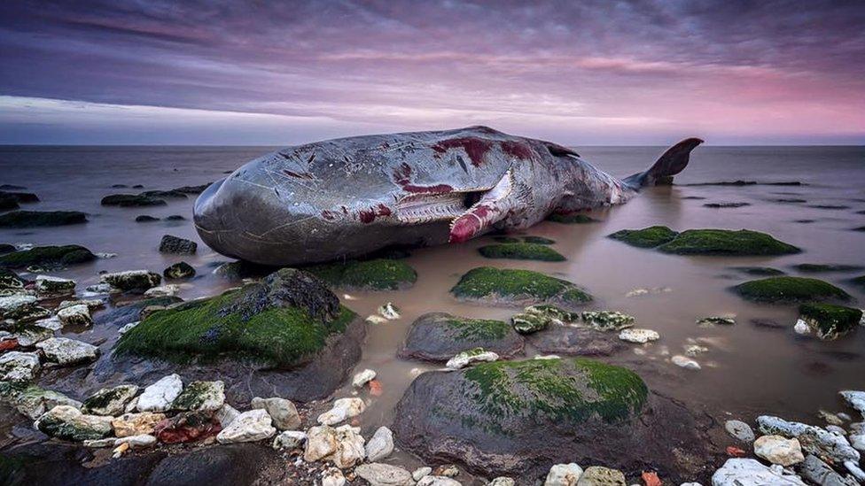 Whale carcass at Hunstanton beach