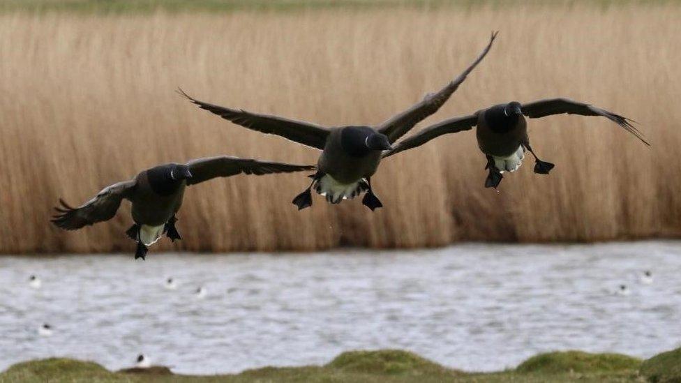 Brent geese