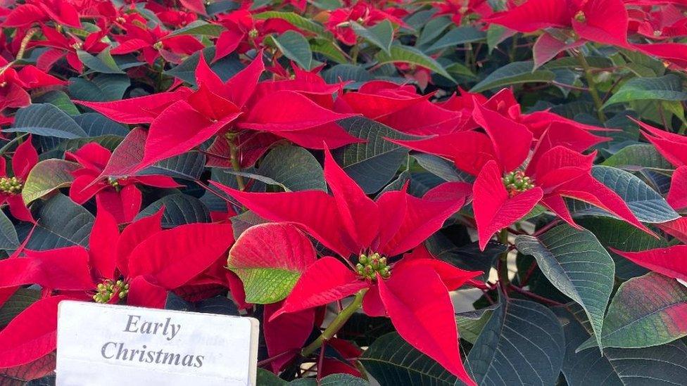 Poinsettia plants