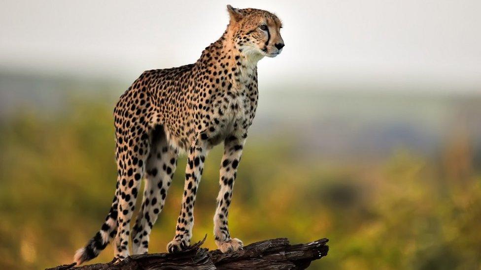 Cheetah