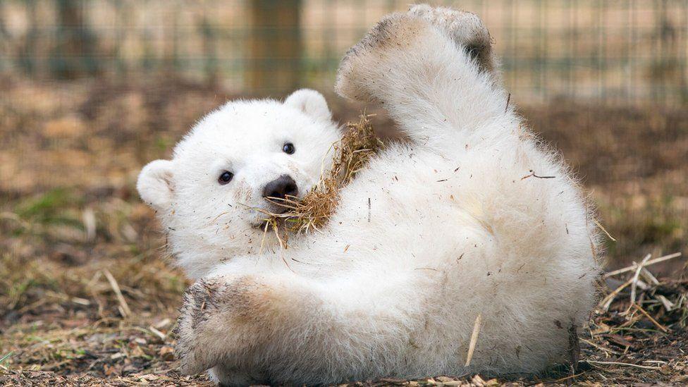 Hamish is rolling on his back with his feet in the air. He has some straw in his mouth.