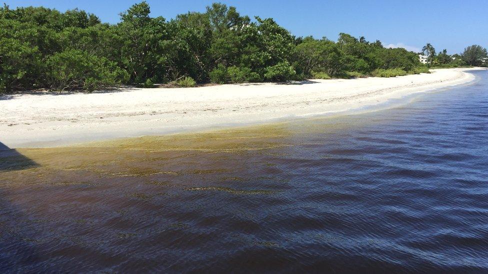 Sanibel's beaches