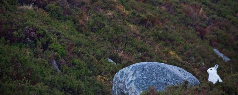 Mountain hare in Southern Cairngorms