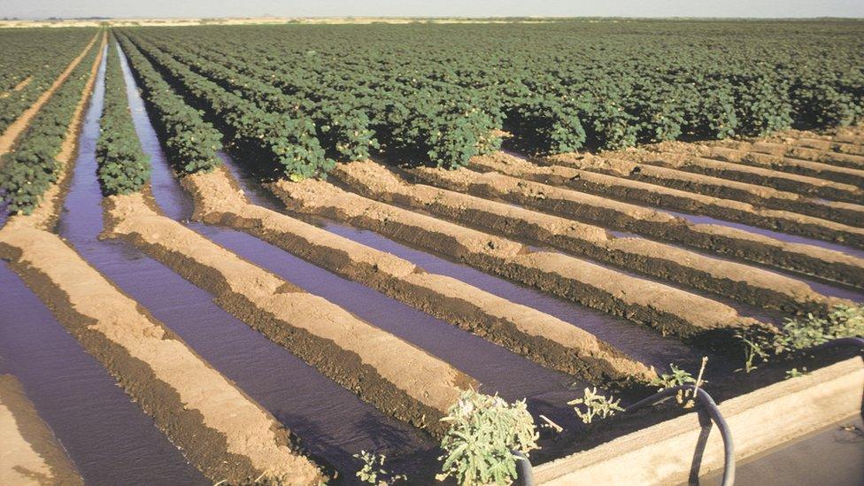 Irrigated cotton fields in New Mexico