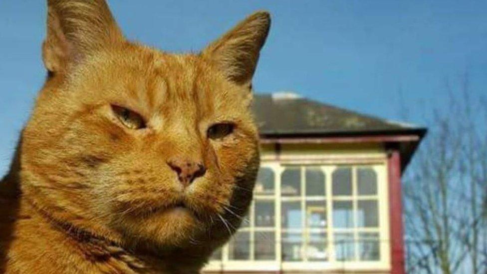 Alfie, the station cat