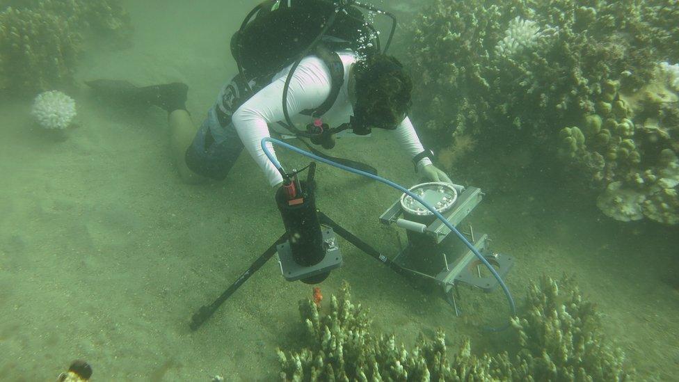 Researcher on the bottom of the ocean observing coral with microscope