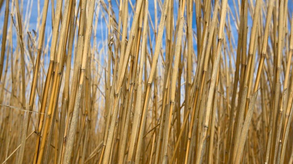 miscanthus