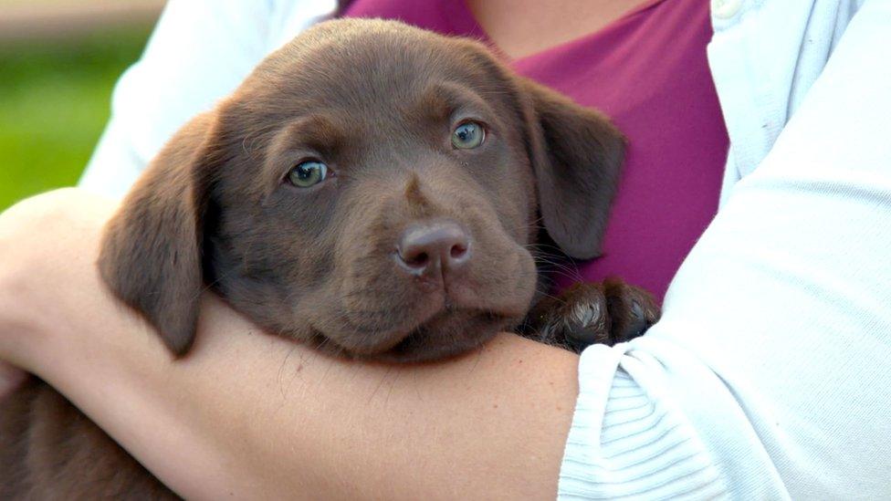 Labrador