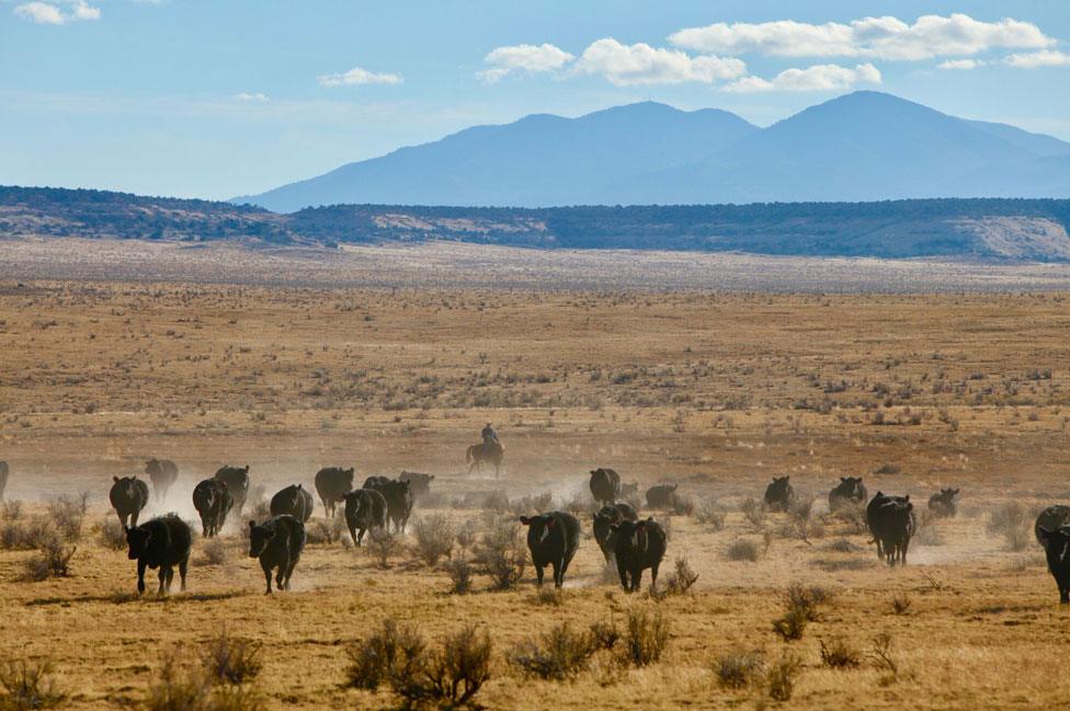 Cattle in Valley of the Gods