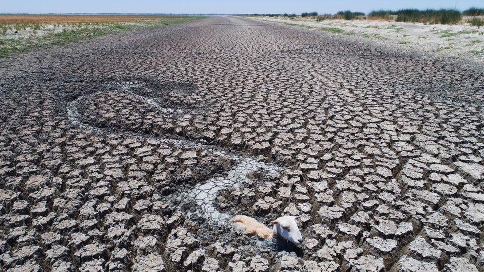 A ram tries to make its way through a completely dried up river, surrounded by very dry mud