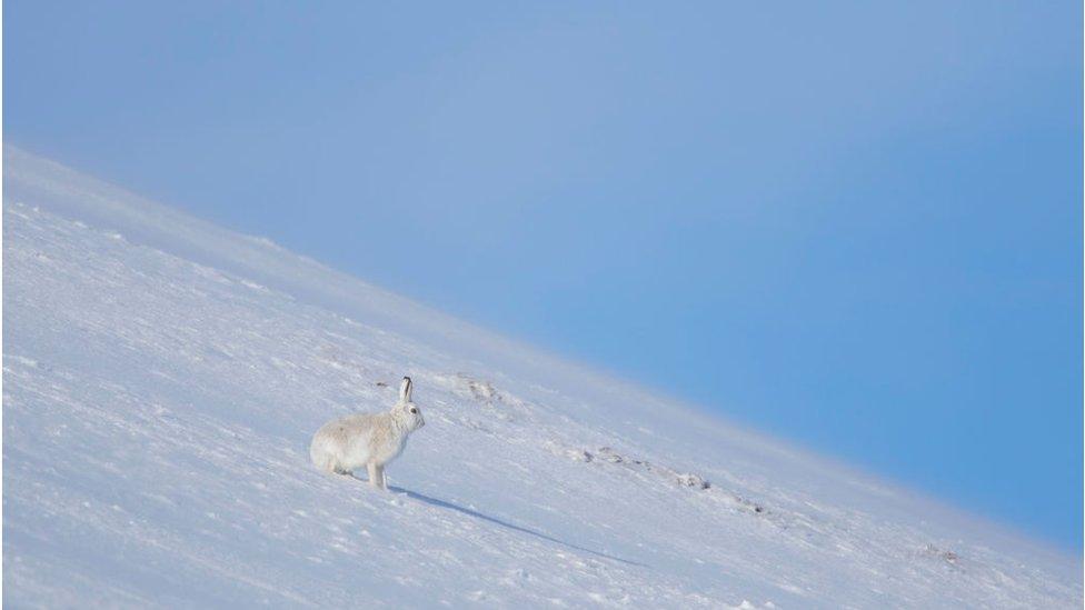 A camouflaged Scottish hare