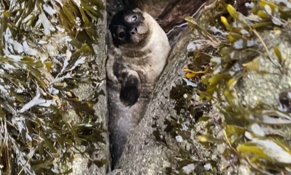 The trapped seal pup