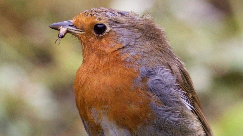 A robin in a garden in Bicester