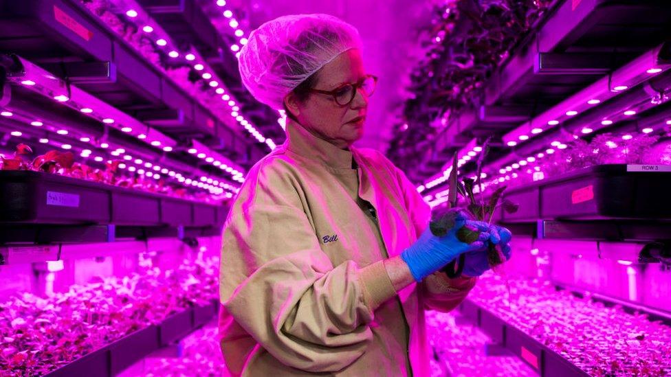 Inside a vertical farm