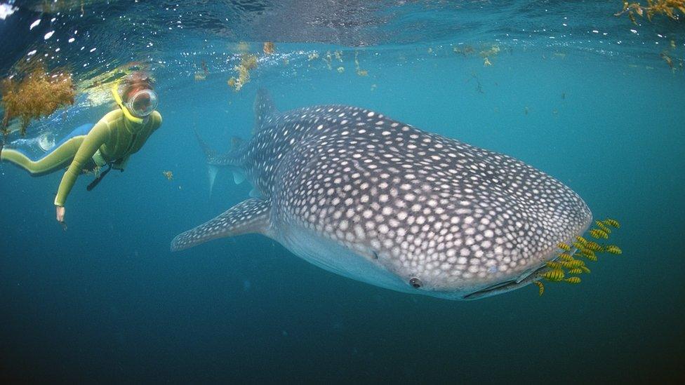 whale-shark-with-snorkeler