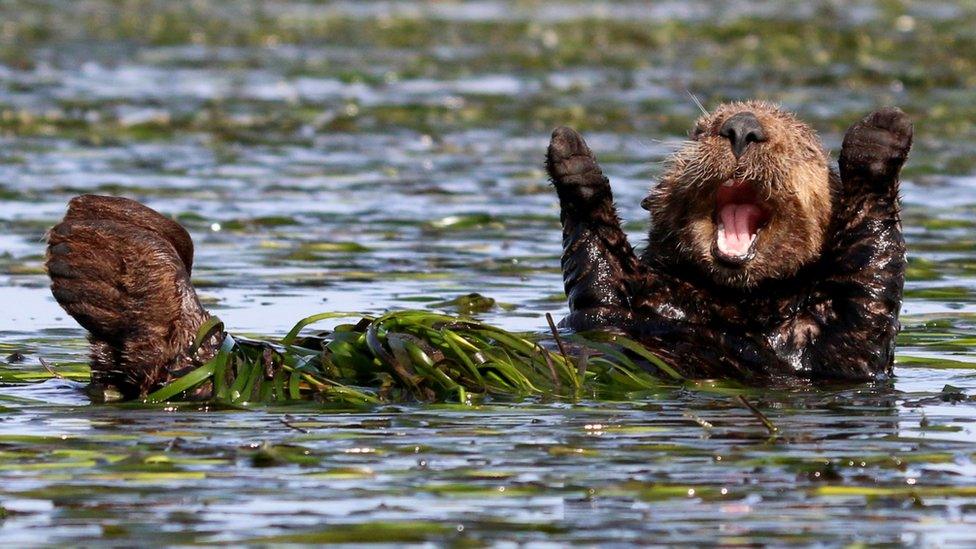 Happy Sea Otter