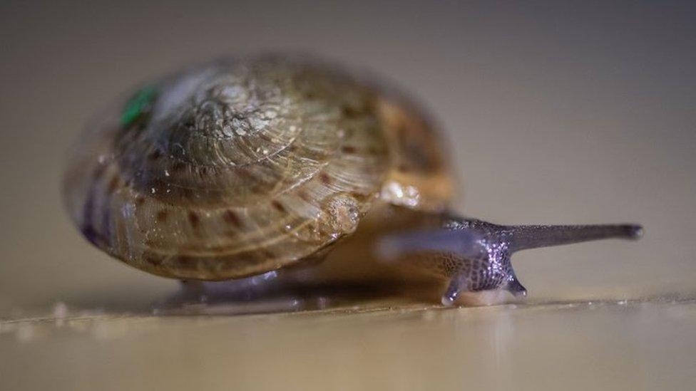 Great Bermuda land snail