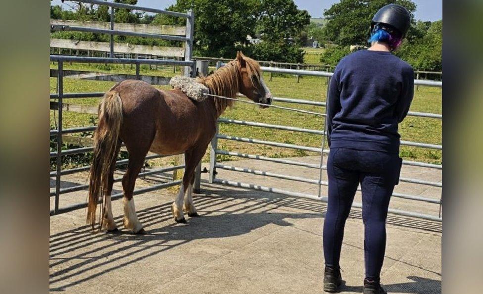 Pony being trained