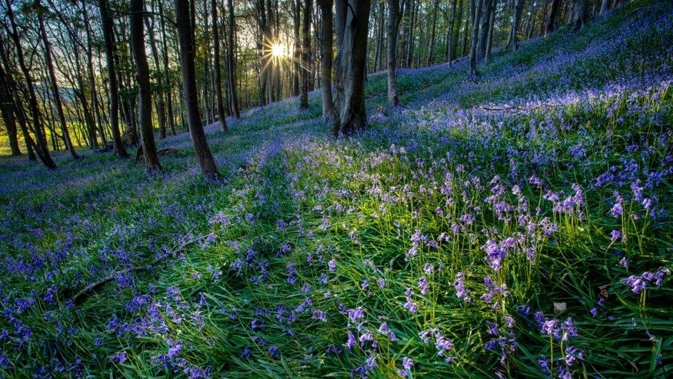 Sunshine through the trees in a wood of bluebells