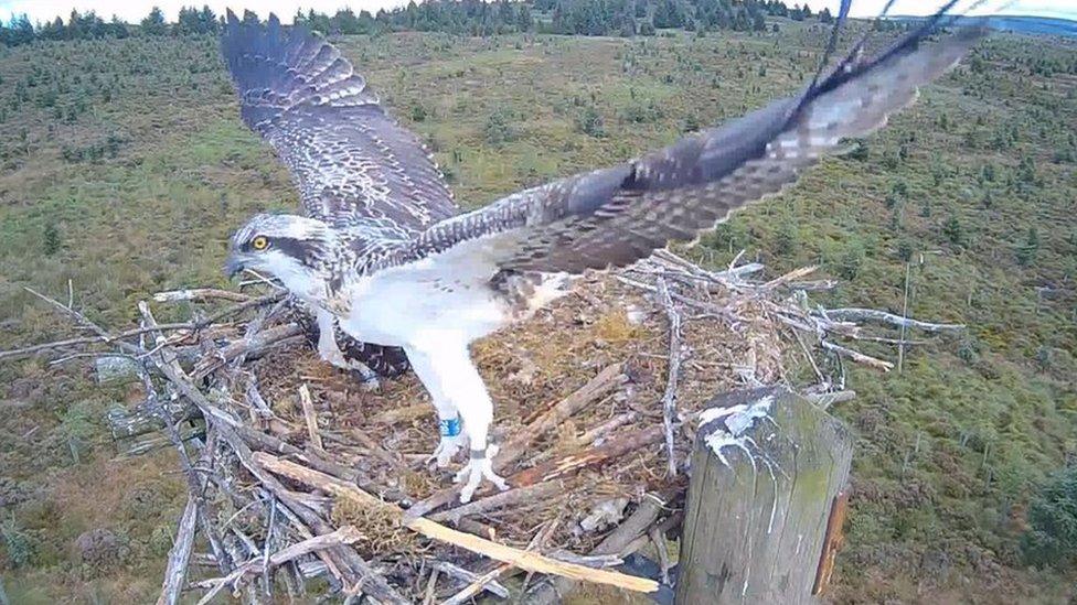 Chick with wings stretched out.