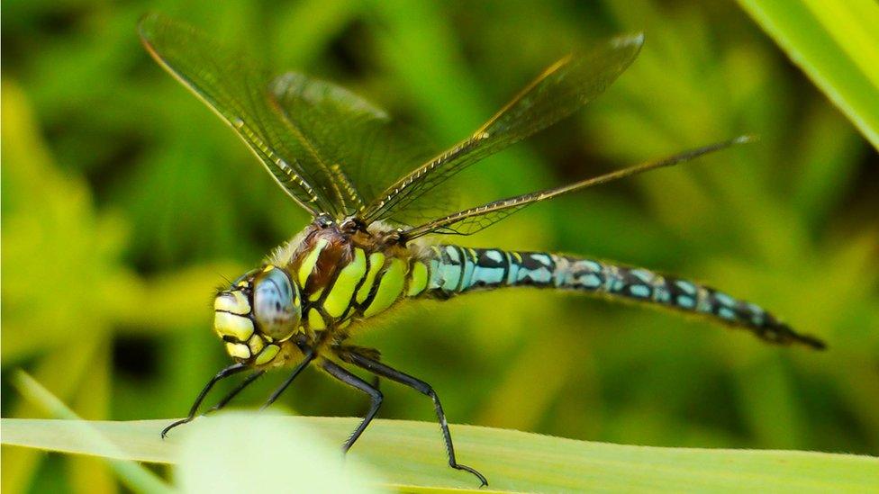 A dragonfly at Newport wetlands