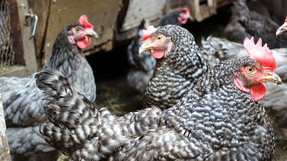 Hens in a barn