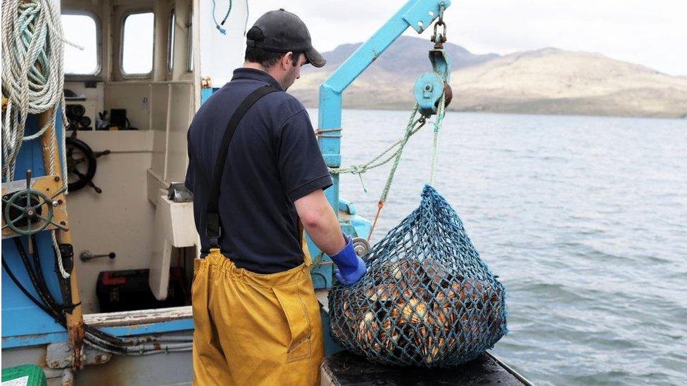 scallop fisherman at work