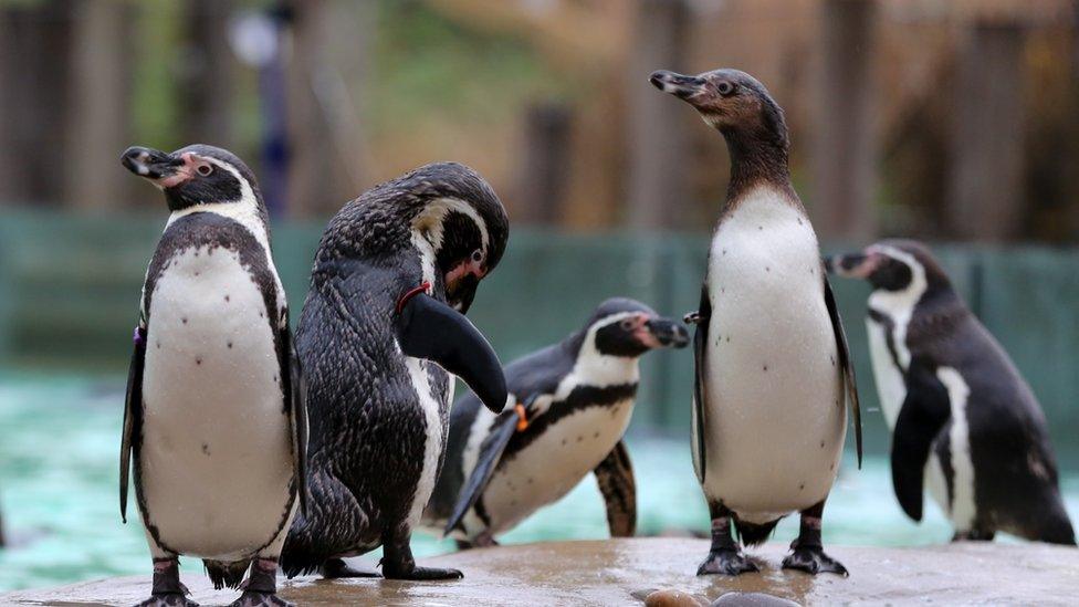 Five penguins at London Zoo