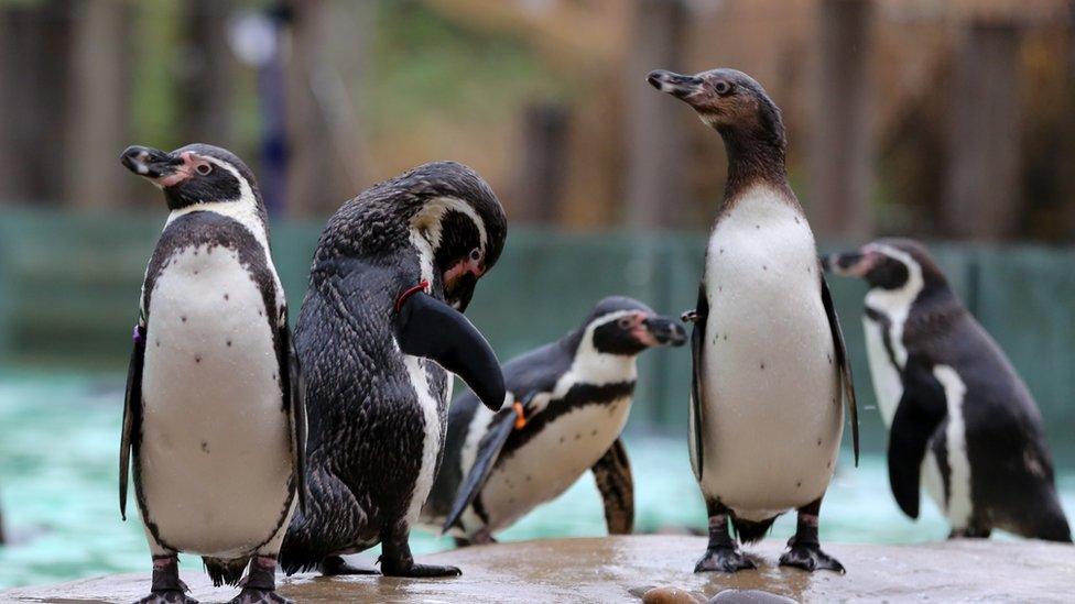 Which Animals Are Happy With People s Visits To The Zoo BBC Newsround