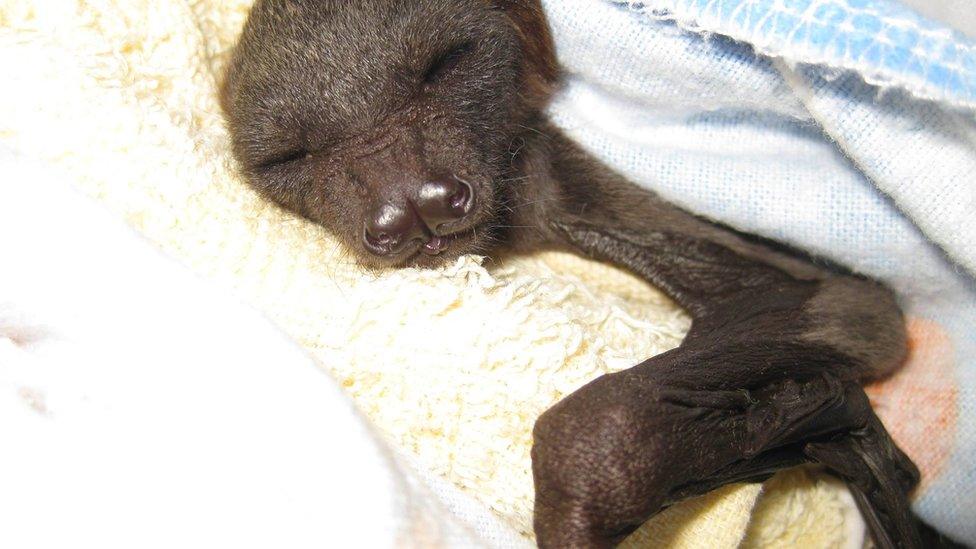 A baby bat is wrapped in a blanket