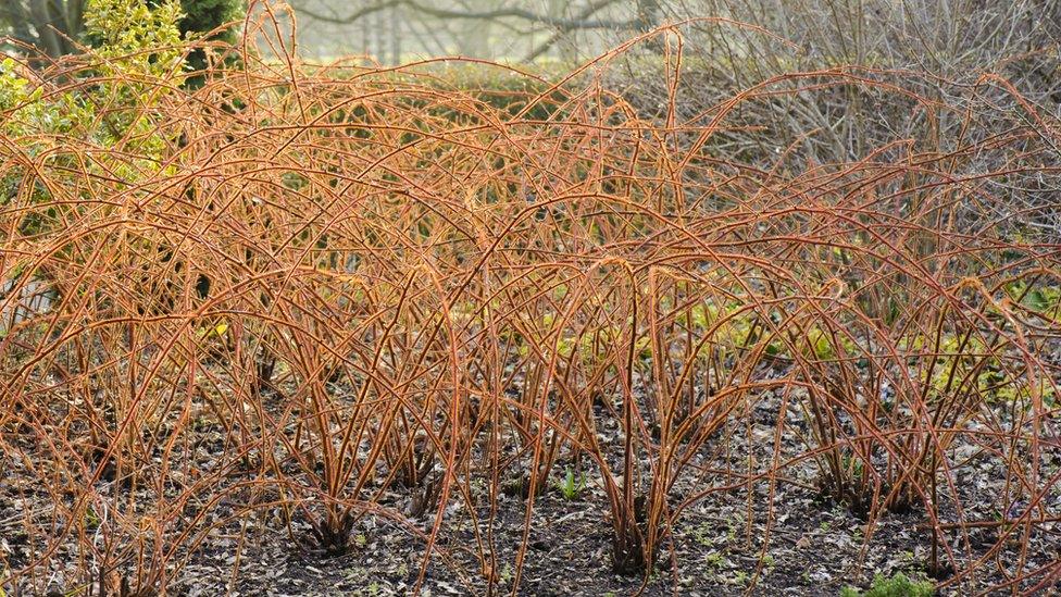 Rubus Phoenicolasius