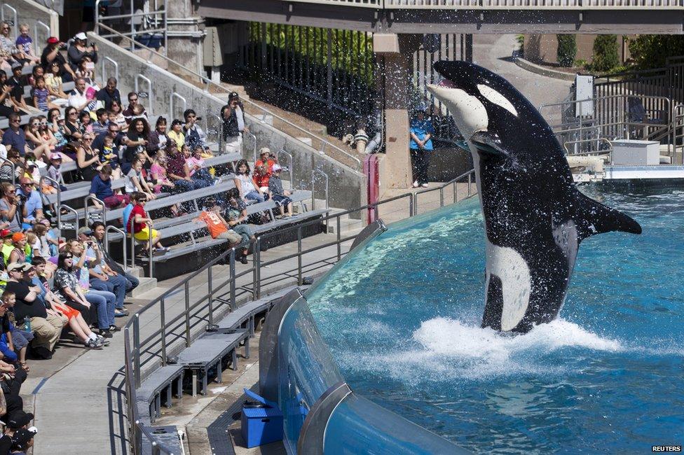 Orca at SeaWorld