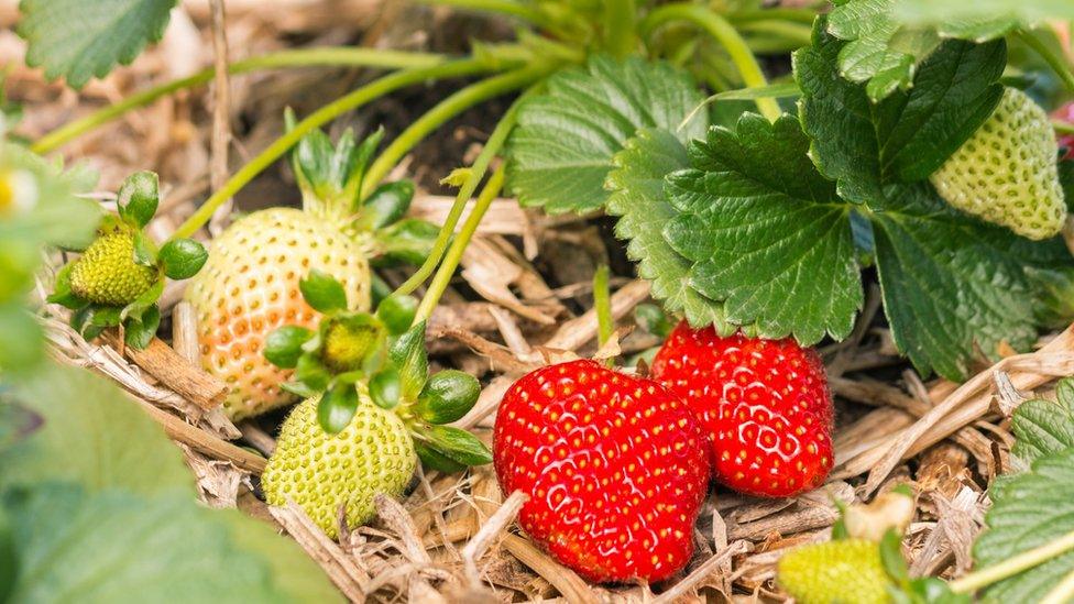 Strawberry plant