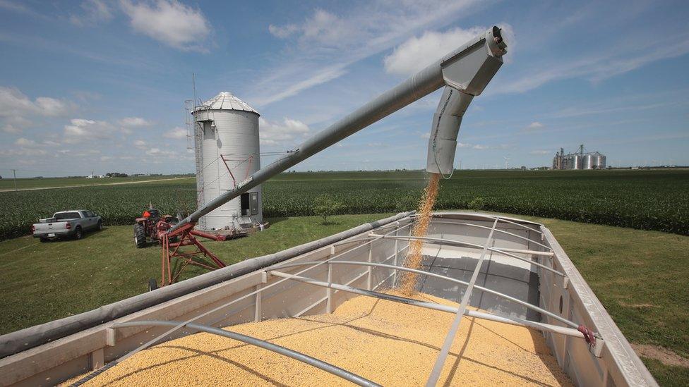 Farmer John Duffy loads soybeans from his grain bin onto a truck before taking them to a grain elevator on June 13, 2018 in Dwight, Illinois.