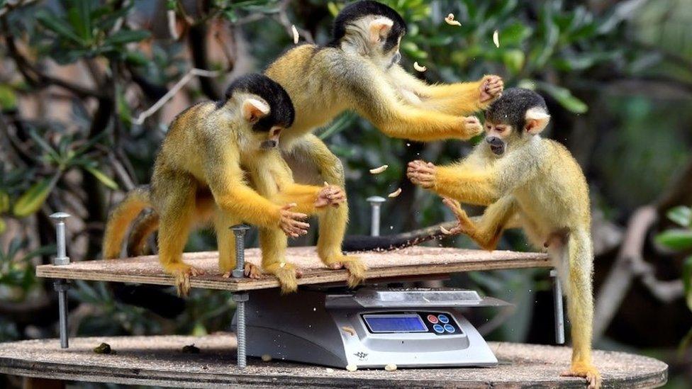 Squirrel monkeys play during the ZSL London Zoo 2020 weigh-in and measurement,