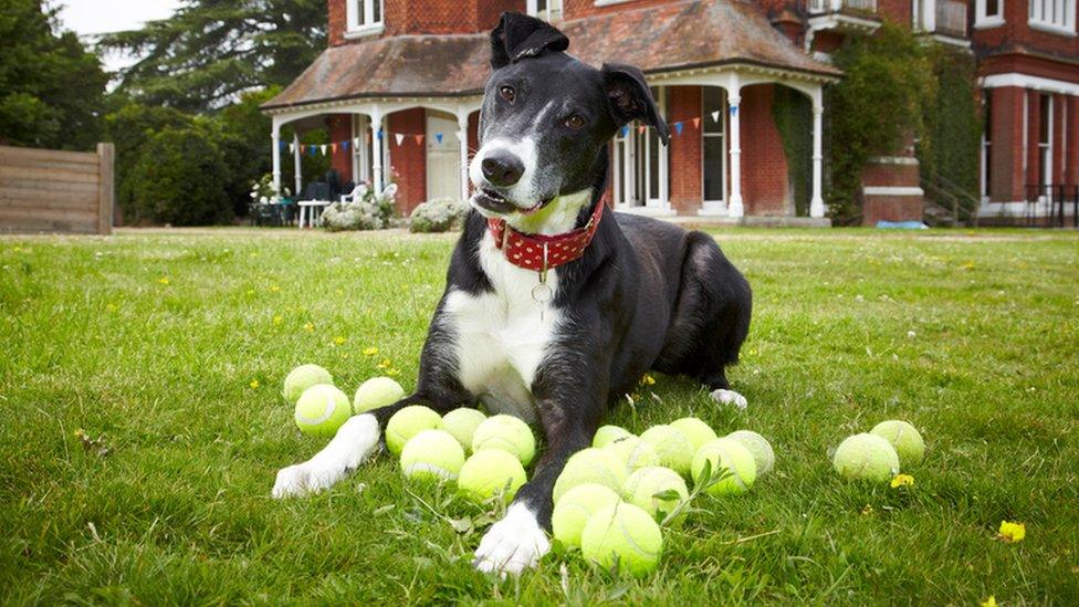 Bud the greyhound cross with some tennis balls