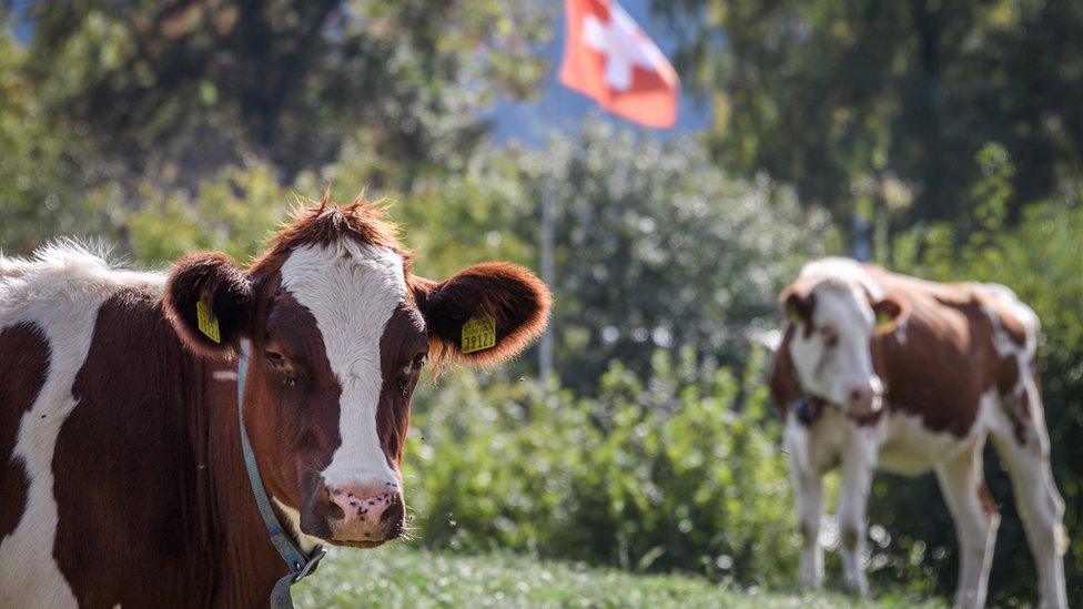 Dairy cows are photographed in a green field in the sun - with a Swiss flag flying in the background