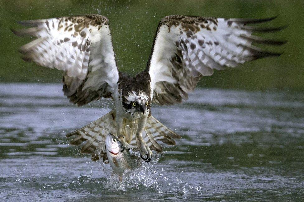 Osprey taking a trout from the water