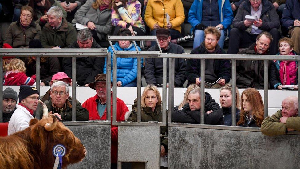 Oban cattle show