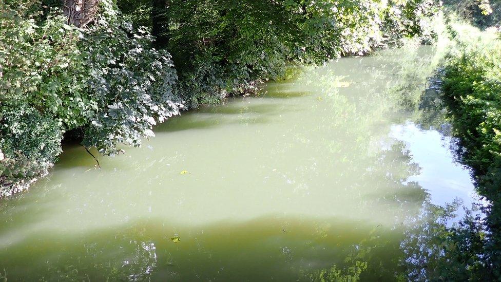 River Cam, just outside Cambridge. The water looks murky as the sun shines down on it.