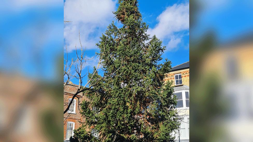 A Christmas tree surrounded by buildings. The trees branches look quite thin, dehydrated and droopy.
