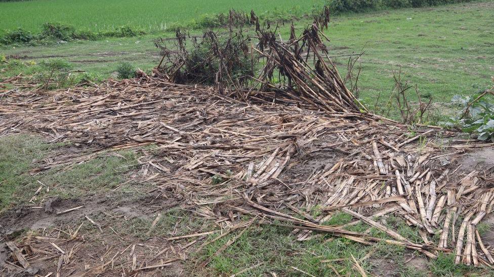 The crime scene where all five victims were burned - charred plants are still visible at the site